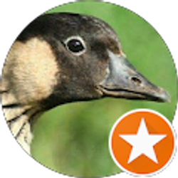 Profile photo of Sammy Bennett