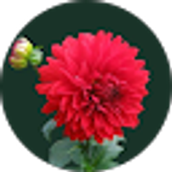 Profile photo of Grace Malone