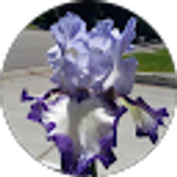 Profile photo of Susan Reynolds