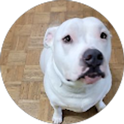 Profile photo of Thomas Reilly