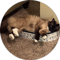 Profile photo of angelica vaquera