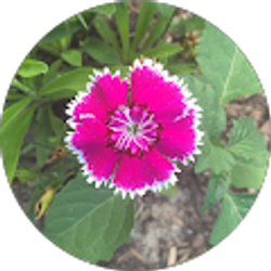 Profile photo of Bianca Sweeten