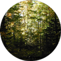 Profile photo of Mr. Lynx