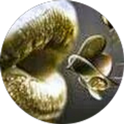 Profile photo of G Bonet