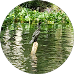 Profile photo of Sue Lewis