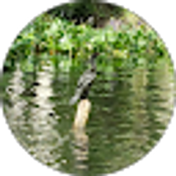 Profile photo of Sue Lewis