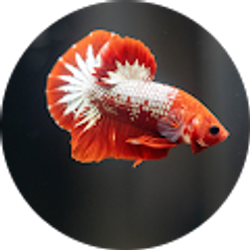 Profile photo of edison jensen