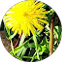 Profile photo of Ann Smith