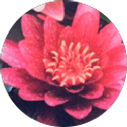 Profile photo of Diane Richardson