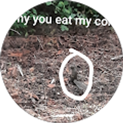 Profile photo of Noah Singleton