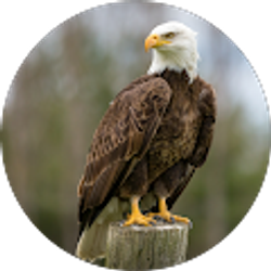 Profile photo of Duarte Stonemason