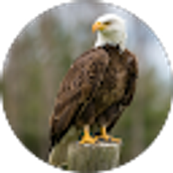 Profile photo of Duarte Stonemason