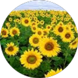 Profile photo of Juliana Baldino