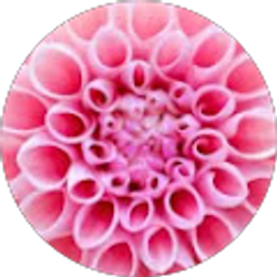 Profile photo of Michele Carey