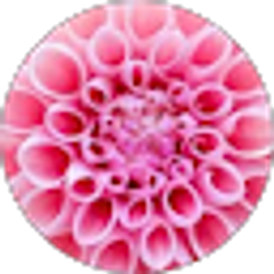 Profile photo of Michele Carey