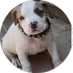 Profile photo of Jesus Daniel Olivo Mota