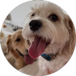 Profile photo of Yuanyuan Cao