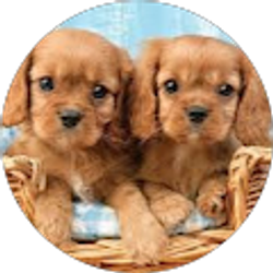 Profile photo of The Girls Wiggins