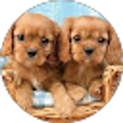 Profile photo of The Girls Wiggins