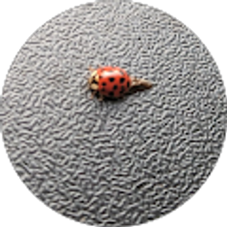 Profile photo of Adam N.