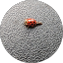 Profile photo of Adam N.