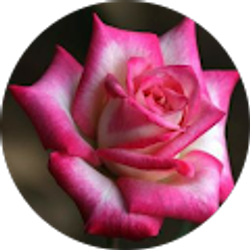 Profile photo of The Meads