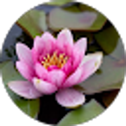 Profile photo of Lily Zhang