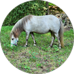 Profile photo of Di Steiner