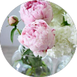 Profile photo of Mira Lee