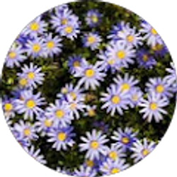 Profile photo of Patty Martin