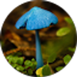 Profile photo of Alyce Liddell