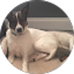 Profile photo of Pamala DiDomizio
