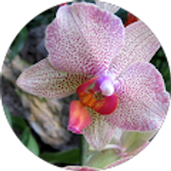 Profile photo of Kara Bush