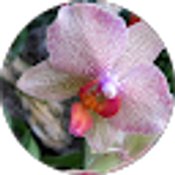 Profile photo of Kara Bush