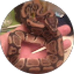 Profile photo of kenny vasquez