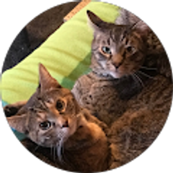 Profile photo of Jinmi Kim