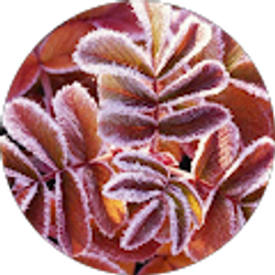 Profile photo of Sandy Teepell