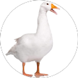 Profile photo of sabwe op