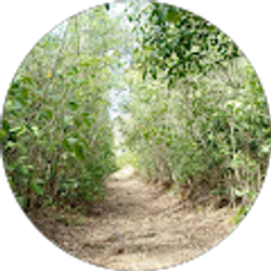 Profile photo of Ave Altius