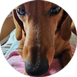 Profile photo of Cindy Stringer