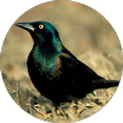 Profile photo of elysse a