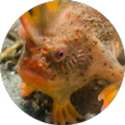 Profile photo of step Fish
