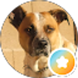 Profile photo of Bela Zodi