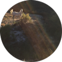 Profile photo of Brenda Pappas