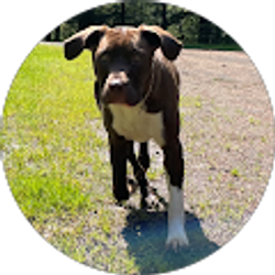 Profile photo of Joshua Harrison