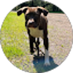 Profile photo of Joshua Harrison