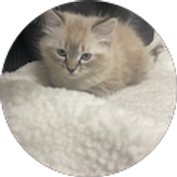 Profile photo of Lama Almasri