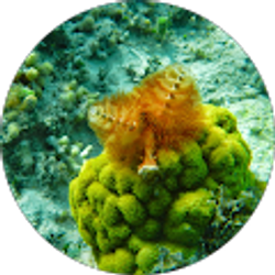 Profile photo of Tom Burns