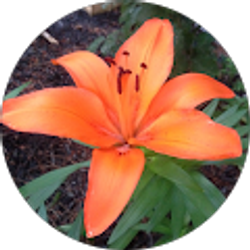 Profile photo of jeyoso cerva