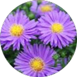 Profile photo of Alexandria Moore